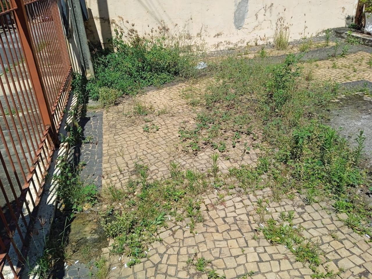 Vegetação na área pavimentada junto ao acesso do imóvel.